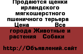 Продаются щенки ирландского мягкошерстного пшеничного терьера › Цена ­ 30 000 - Все города Животные и растения » Собаки   